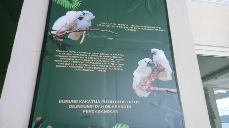 Kakatua Putih, Satwa Endemik Indonesia yang Dilindungi