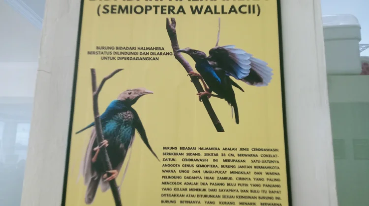Bidadari Halmahera, Satwa Endemik yang Dilindungi