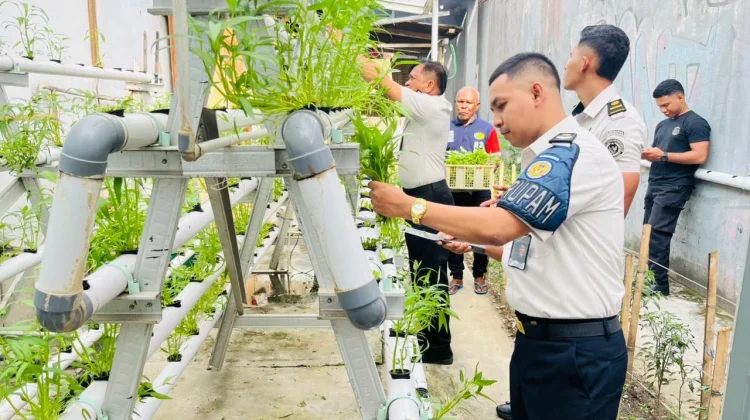 Kangkung Hidroponik Dipanen, Topang Ketahanan Pangan Selama Ramadan di Lapas Waha
