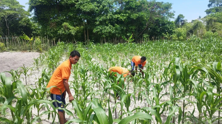 Puasa Tetap Produktif, Warga Binaan Lapas Namlea Aktif Berkebun