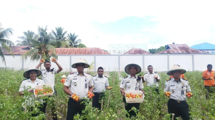Lapas Namlea Panen Puluhan Kg Tomat, Bantu Wujudkan Ketahanan Pangan Nasion