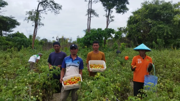 Lapas Namlea Panen 100 Kilogram Tomat