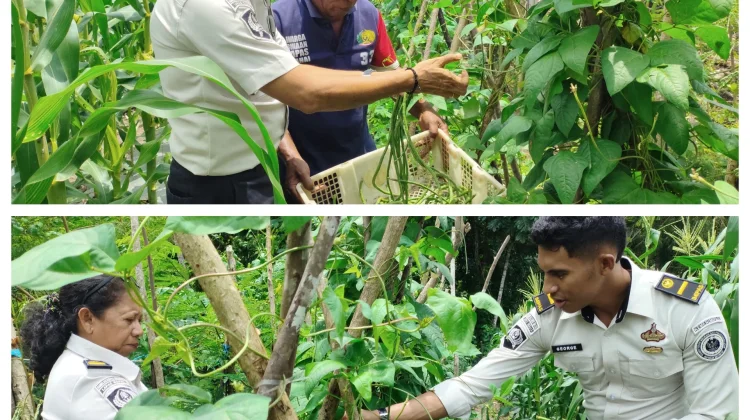 Berkah di Ujung  Ramadan, Lapas Wahai Panen Perdana Kacang Panjang