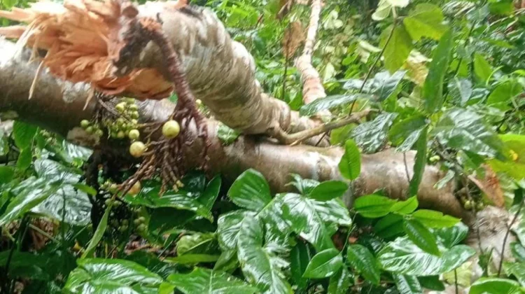 PLN Gerak Cepat Pulihkan Gangguan Listrik di Manipa