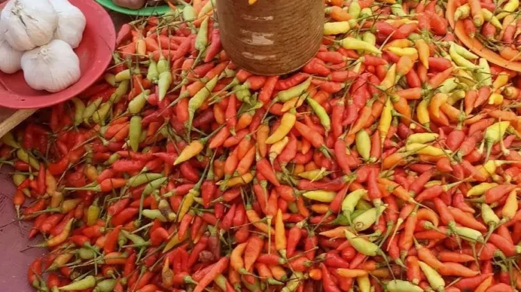 Harga Cabai di Ambon Meroket Rp200 Ribu per Kilogram