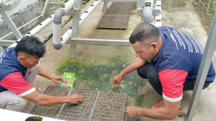 Warga Binaan Lapas Wahai Semai  Bibit Tomat Unggul