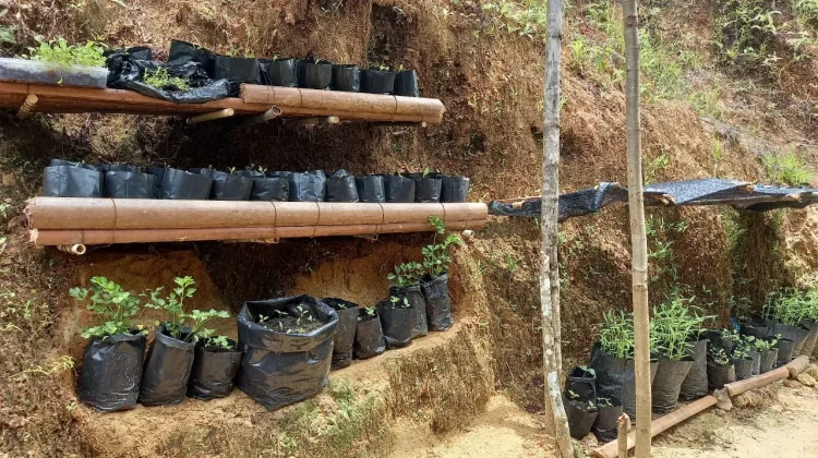 Pekarangan Produktif, Dapur Hemat dari Kebun Rumah