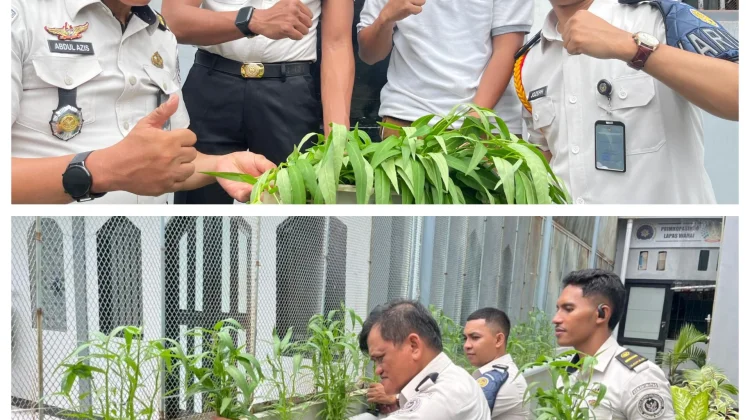 Bukti Kemandirian Pangan,Lapas Wahai Kembali Panen Sayuran Hidroponik