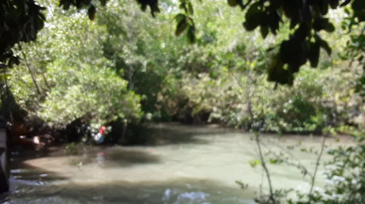 Jadi Benteng Alam, Warga Nania Kompak Jaga Kelestarian Hutan Mangrove