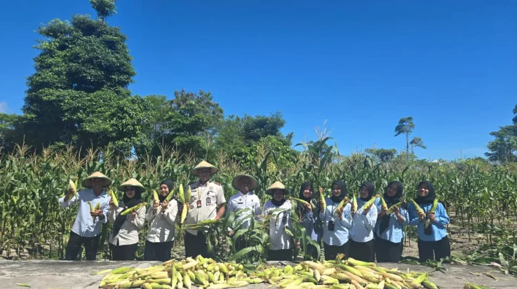 Jadi Komoditas Andalan, Lapas Namlea Panen Jagung Ketan