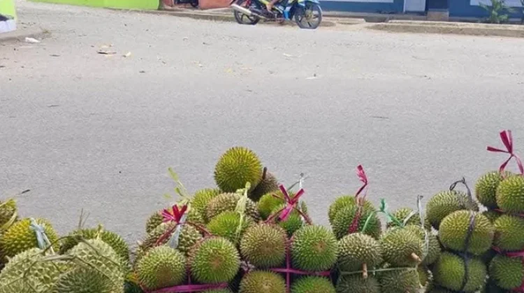 Musim durian kembali menyapa Kota Ambon