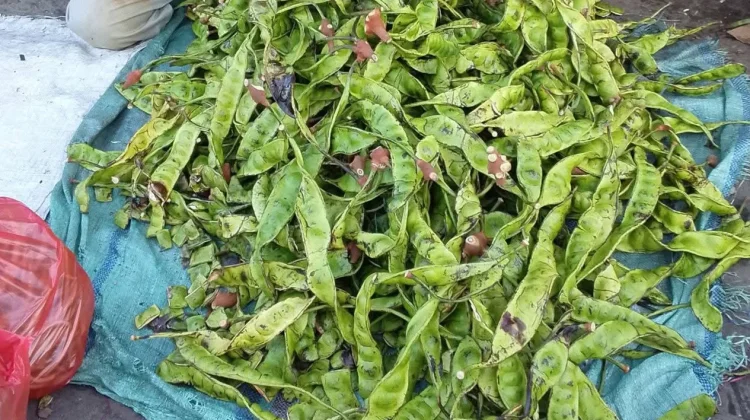Harga pete di Kota Ambon melonjak Signifikan