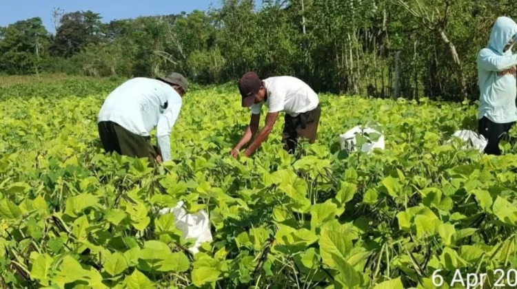 Petani Dompu Disarankan Tanam Kacang Hijau dan Kedelai saat Kemarau