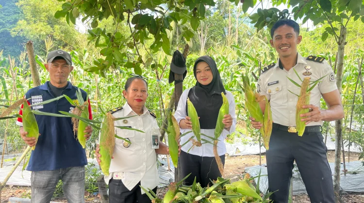 Panen Jagung Tahap Ketiga, Konsistensi Pembinaan Kemandirian Warga Binaan