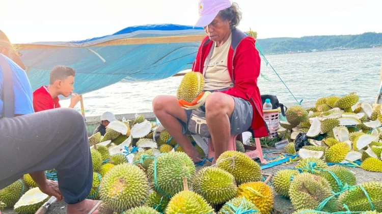 Menikmati Sensasi "Emas Hijau" di Tepian Pantai Victoria Ambon