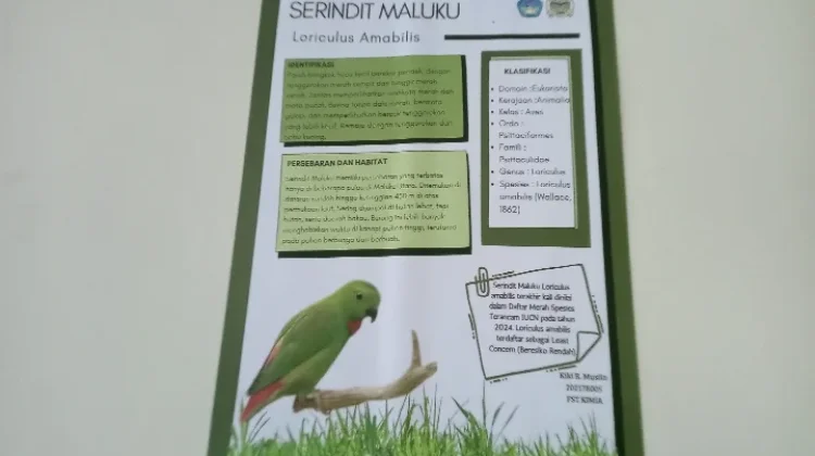 Serindit Maluku  Burung Endemik yang Perlu Dijaga Kelestariannya