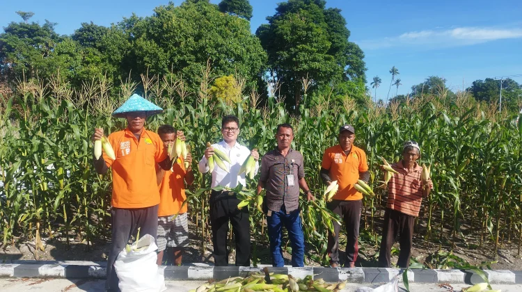 Petik Hasil Pembinaan, Lapas Namlea Panen Jagung Ketan