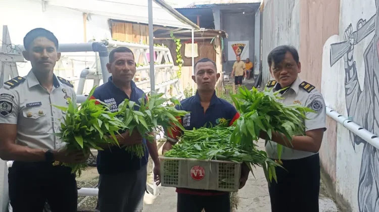 Warga Binaan Lapas Wahai Kembali Panen Sayuran Hidroponik