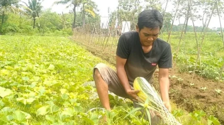 Setiap 17 April, Dunia Suarakan Perjuangan Petani