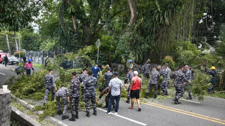 Cegah Pohon Tumbang, Kodaeral IX  Bersinergi Pangkas Pohon di Jalan Piere Tendean