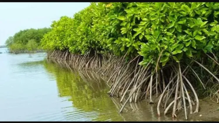 Mangrove Pelindung Pesisir Ambon, Perlu Peran Masyarakat Bersama