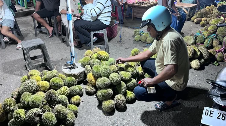 Musim Durian Tiba, Warga Berburu Buah Favorit Malam Hari