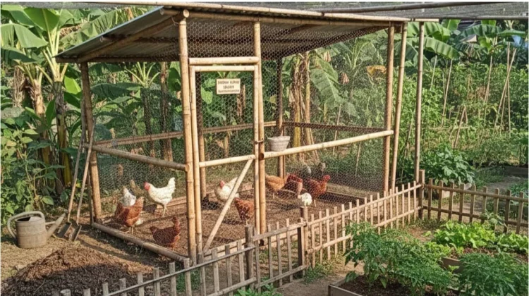 Peternak Difabel Kembangkan Usaha Ayam Kampung Berbasis Digital