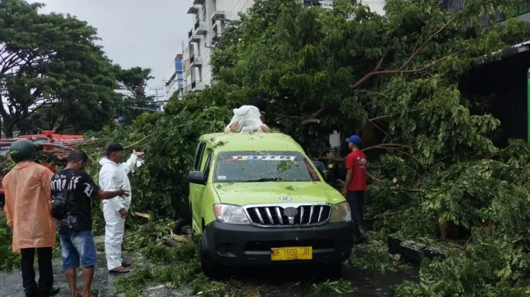 Pohon Tumbang Hantam Mobil Angkot di Ambon