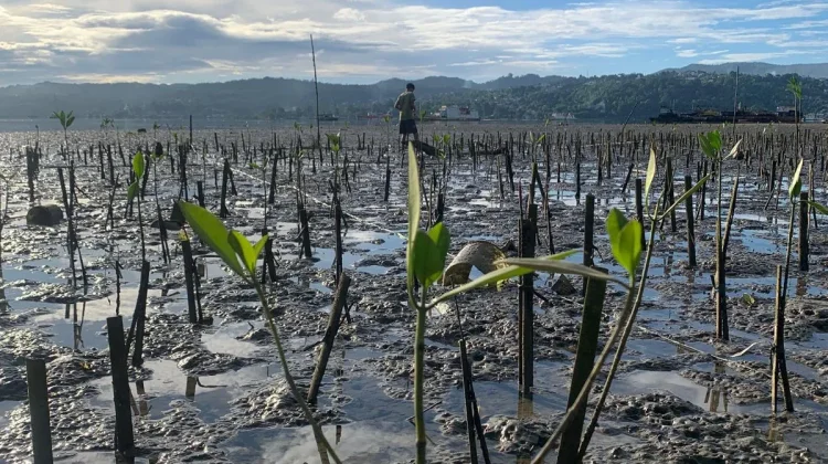 Sinergi PLN dan MCC: Pemulihan Mangrove Poka Ambon Catat Keberhasilan 83%