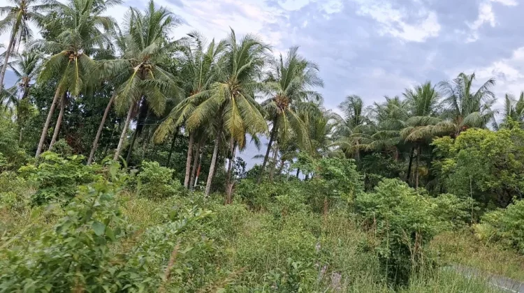 Perkuat Hilirisasi Kelapa & Pala, Gubernur Maluku Hadiri Groundbreaking di Liang
