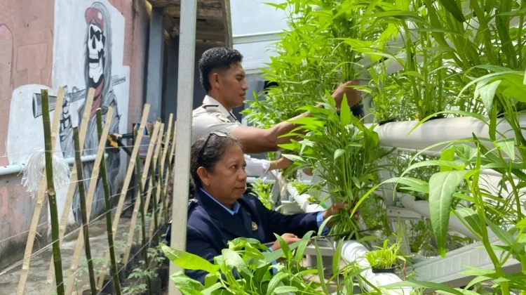 Mandiri Pangan, Lapas Wahai Penuhi Kebutuhan Gizi Dapur dari Kebun Hidroponik