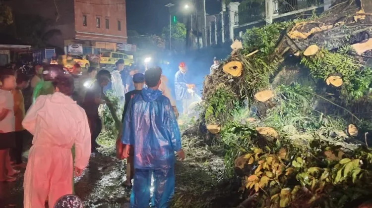 Insiden Pohon Tumbang di Kapaha Telan Korban, Satu Warga Alami Cidera Serius