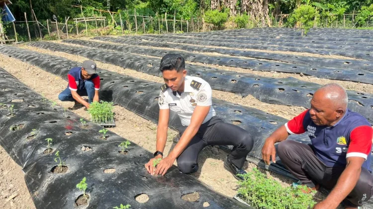Kemandirian Pangan Berlanjut, Lapas Wahai Garap Lahan Bangun Usahatani Tomat