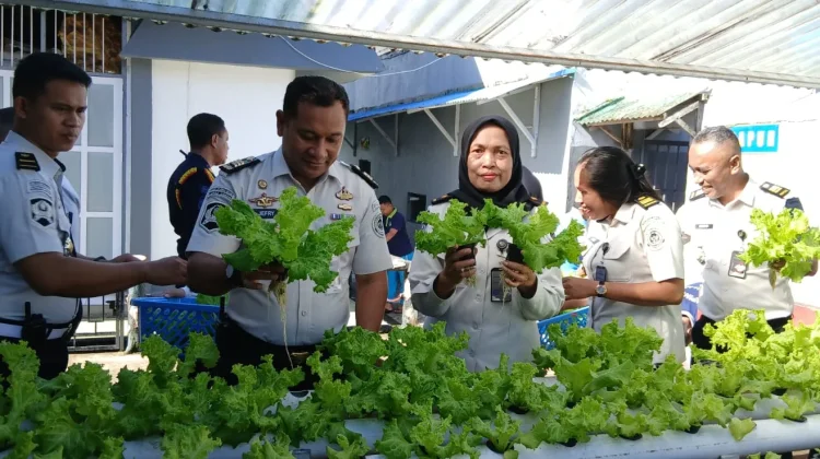 Rutan Ambon Panen Seledri, Dukung Ketahanan Pangan Nasional
