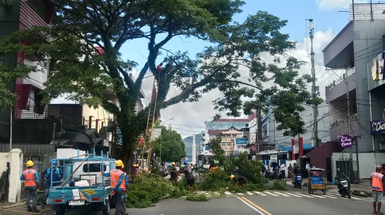 Rawan Tumbang, Pemkot Ambon Pangkas Ratusan Pohon Tua