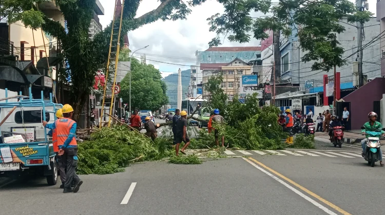 Ini Sebaran Pohon di Ambon yang Bakal Dipangkas