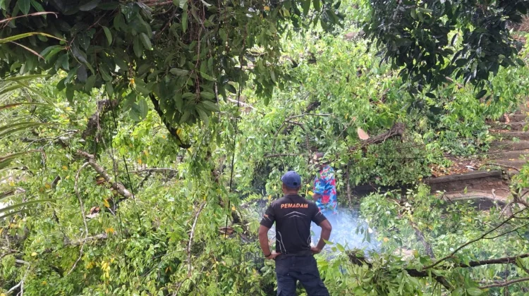 Pohon Tumbang di Tanjakan Tugu Dolan Berhasil Dievakuasi Tim Damkar Ambon