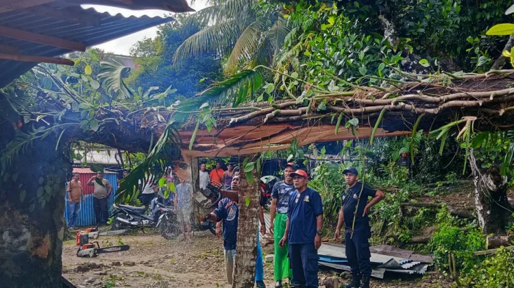 Pohon Tumbang Timpa Rumah Warga di Lateri, Personel Damkar Ambon Bergerak Cepat
