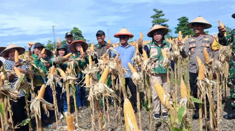 Perkuat Stok Pangan, Yonif-TP 865/SM dan Dinas Pertanian SBB Panen Raya Jagung
