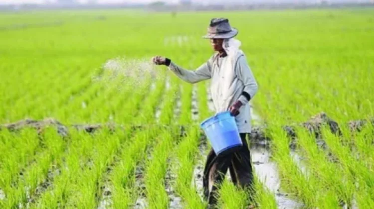 BRMP Maluku Dorong Peningkatan Produktivitas Melalui Penggunaan VUB