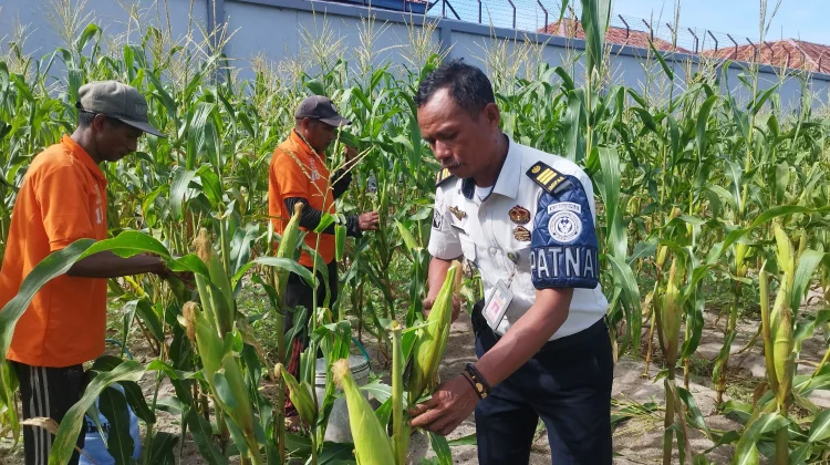 Panen Lagi, Lapas Namlea Petik Ribuan Jagung Pulut
