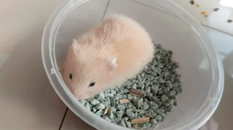 Marmut, Hewan Kecil yang Lucu dan Imut