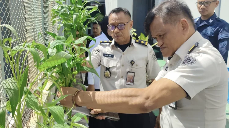 Lapas Wahai Panen Kangkung Hidroponik, Maksimalkan Lahan Terbatas
