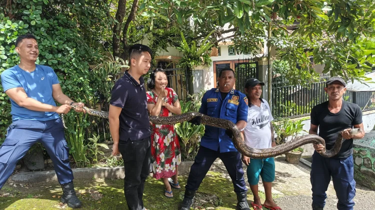 Petugas Damkar Pos Passo Evakuasi Ular Liar di Pemukiman Warga Halong Atas