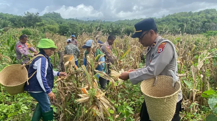 Polsek Wertamrian Panen Raya Jagung di Desa Amdasa