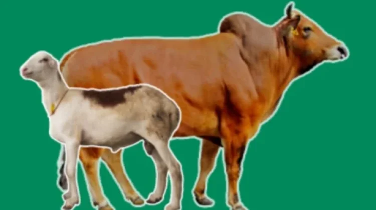 Bantuan Hewan Qurban Pemkot Ambon Turun Jumlah