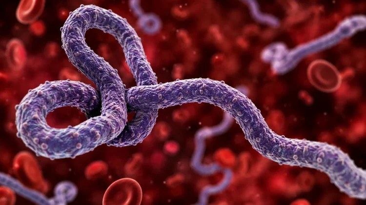 Subvarian Baru Ebola Diwaspadai, Pakar Sebut Risiko Global Masih Rendah
