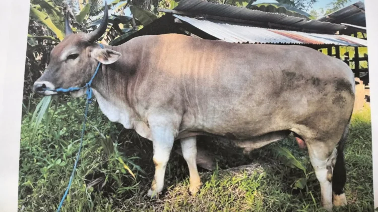 Masyarakat Maluku Terima Bantuan 17 Sapi Kurban dari Presiden Prabowo