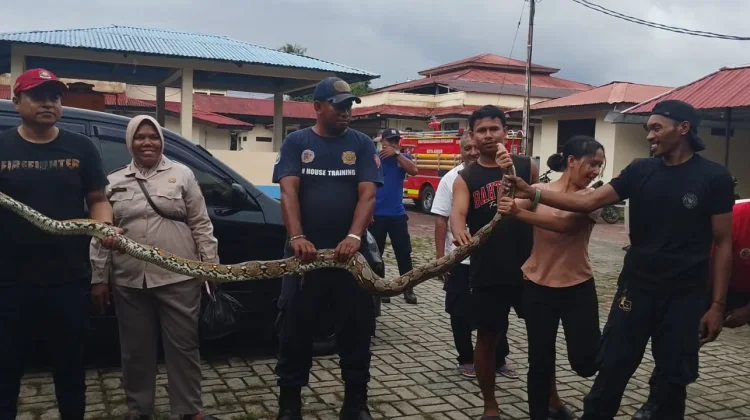 Tim Damkar Kota Ambon Berhasil Evakuasi Ular di RS Bhayangkara Tantui