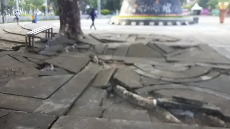 Akar Pohon Rusak Lapisan Beton Pattimura Park, Warga: Mengganggu Kenyamanan